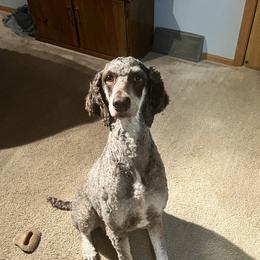 Mira - Poodle