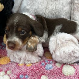 Girl 2 Daisy May - Piebald female Dachshund puppy in Oscoda, Michigan from Northland Dachshunds