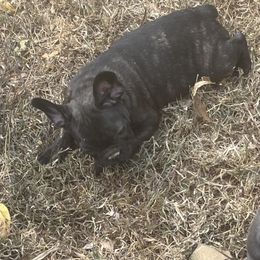 Girl 1 - French Bulldog puppy from Dixon's Kennel