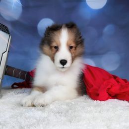Boy 2 - Shetland Sheepdog puppy in Elk, Washington from Asgard Shetland Sheepdogs