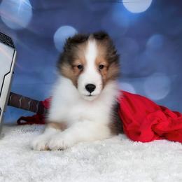 Boy 2 - Shetland Sheepdog puppy in Elk, Washington from Asgard Shetland Sheepdogs