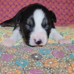 Scoria - Black tri female Miniature Australian Shepherd puppy in Sunbury, Pennsylvania from Elemental Mini Aussies