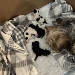 Yorkshire Terrier Puppies from Behrens_Beauties