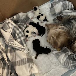 Yorkshire Terrier Puppies from Behrens_Beauties