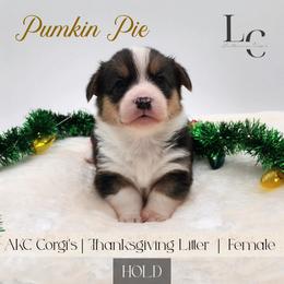 Pumpkin Pie - Black and tan female Pembroke Welsh Corgi puppy in Pine Village, Indiana from NL Horsemanship