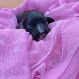 Ruby - Black white and tan female Cocker Spaniel puppy in Oklahoma City, Oklahoma from BRX Country Cockers LLC