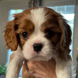 Paisana - Blenheim female Cavalier King Charles Spaniel puppy in Cincinnati, Ohio from Liberty's Legacy Cavaliers