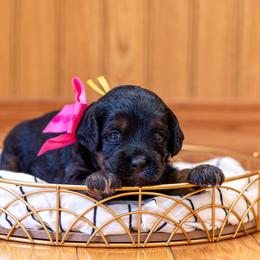 Black-eyed Susan: Suzie - Black and tan female Cavapoo puppy in Fairfield, Illinois from Positively Doodles