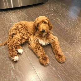 Labradoodle Puppies from Blackberry Hill Doodles