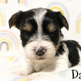Biewer Terrier and Yorkshire Terrier Puppies from [580] Biewers and Yorkies