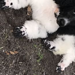 Poodle Puppies from Southern Standards