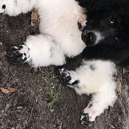 Poodle Puppies from Southern Standards