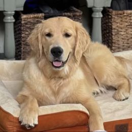 Tulip - Golden Retriever