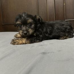 Sammy - Black and tan male Yorkshire Terrier puppy in Rochester, New York from Tnt Yorkies and Cosmic corgis