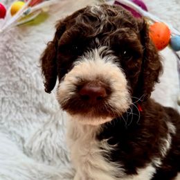 Skittles - Brown and white Bernedoodle puppy in San Antonio, Texas from Chocolate Pet Connection
