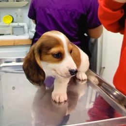 Dasher - Piebald Dachshund puppy in Tulsa, Oklahoma from Eternal Puff Lhasa Apsos