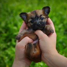 Companion Cross, Havanese, Mal-Shi, Maltese, Maltipoo, Morkie, and Shih Tzu Puppies from Seeking Shalom Acres Maltese, Maltipoos & Havamalts