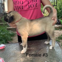 Girl 3 - Fawn female Anatolian Shepherd Dog puppy in Daggett, Michigan from T&S Anatolians