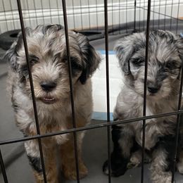 Aussiedoodle and Miniature Australian Shepherd Puppies from Dazy Mayze Mini Aussies and Aussiedoodles