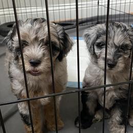Aussiedoodle and Miniature Australian Shepherd Puppies from Dazy Mayze Mini Aussies and Aussiedoodles