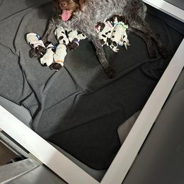 Boy 3 - Brown and gray male Wirehaired Pointing Griffon puppy in Afton, Wisconsin from Daehler's Wirehaired Pointing Griffons