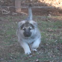 German Shepherd Puppies from Silver Raye German Shepherds