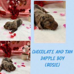 Choc dapple boy - Chocolate and tan male Dachshund puppy in Lakeland, Florida from Berry Dachshunds