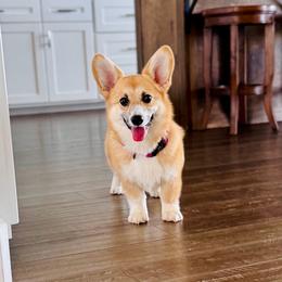 Lulu - Pembroke Welsh Corgi