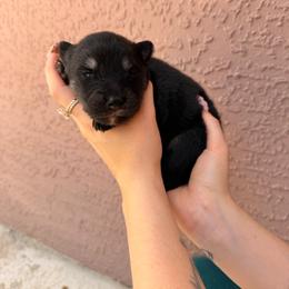 Duchess - Black and white female Pomsky puppy in Spring Hill, Florida from Besties Paw Life