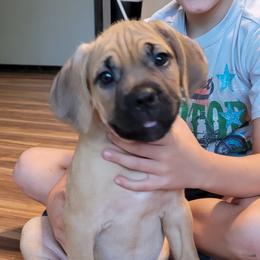 Cane Corso Puppies from Red Wood Cane Corso