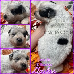 Dasher - Blue female Australian Cattle Dog puppy in Hiddenite, North Carolina from Institute Australian Cattle Dogs