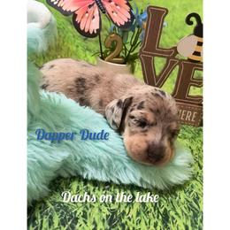 Dapper Dude - Dapple male Dachshund puppy in Grove, Oklahoma from Dachs on the lake