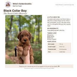 Black Collar - Apricot male Goldendoodle puppy in Yadkinville, North Carolina from Millie’s Goldendoodles