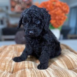 Blue Collar - Black male Cavapoo puppy in Indiahoma, Oklahoma from Farm Fresh Doodles