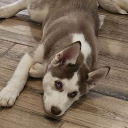 Chase Matthew - Red and white male Siberian Husky puppy in Surprise, Arizona from Country Heart Kennel