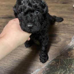 Boy 1 - Phantom male Goldendoodle puppy in Florida from Doodles & Danes