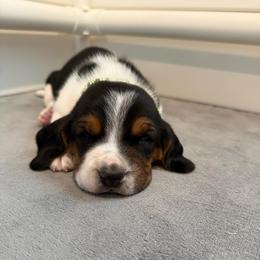 Green Collar - Black white and brown male Basset Hound puppy in Republic, Missouri from Shauna Jones Family Basset Hounds