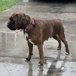 Dolly - Boxer