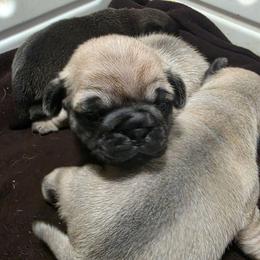 Gold - Fawn male Pug puppy in Rutherfordton, North Carolina from Sweetie Pie Pugs