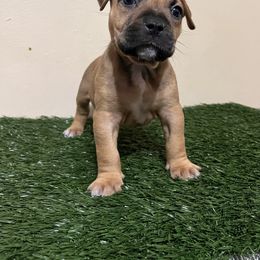 Girl 4 - Fawn American Pit Bull Terrier puppy in Pensacola, Florida from Alpha Alliance Kennels