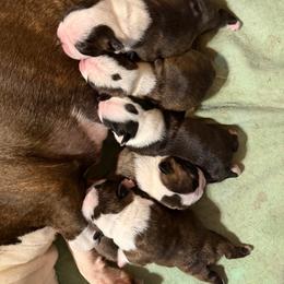 Male 1 - Black and white male Boston Terrier puppy in West Liberty, Kentucky from 3B Kennels-Beth’s Best Boston’s
