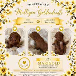 6. MARIGOLD - YELLOW COLLAR GIRL - Red  female Goldendoodle puppy in Charlo, Montana from Heavenly Hilltop Farm