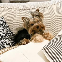 Yorkshire Terriers from My Texas Yorkies