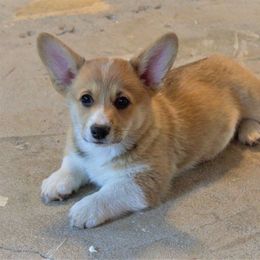 Pembroke Welsh Corgi All Grown Up from Patton's Pasture
