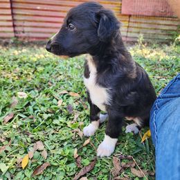 Quill - Black brindle female Silken Windhound puppy in Starke, Florida from Ashley