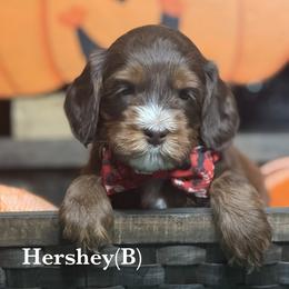 Hershey - Chocolate male Australian Labradoodle puppy in Citrus Heights, California from Elite Blend Labradoodles