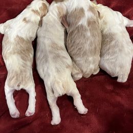 English Springer Spaniel Puppies from English Springer Spaniels at Lands Lodge