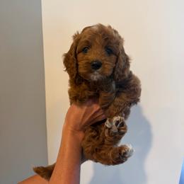 Big Mama - Apricot female Cavapoo puppy in Payson, Utah from Country Sky Doodles