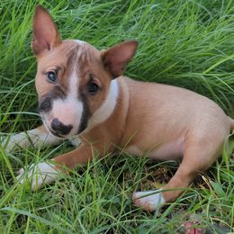 Miniature Bull Terrier Puppies from Desert Desperados