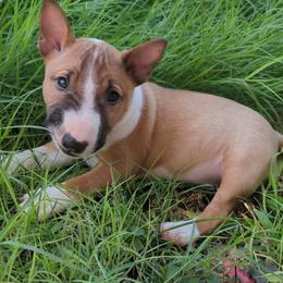 Miniature Bull Terrier Puppies from Desert Desperados